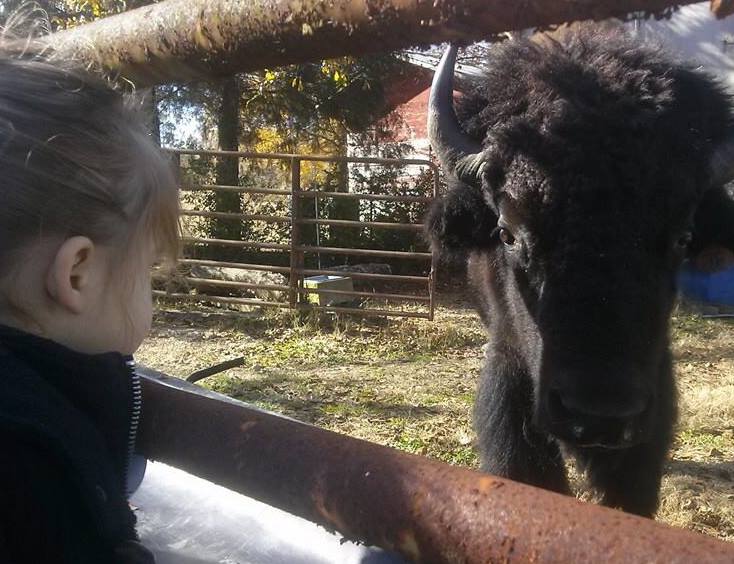 A child meeting a bison at the ranch fence