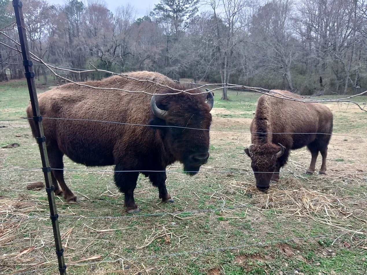 Two American Bison at the fence at Boundary Line Ranch