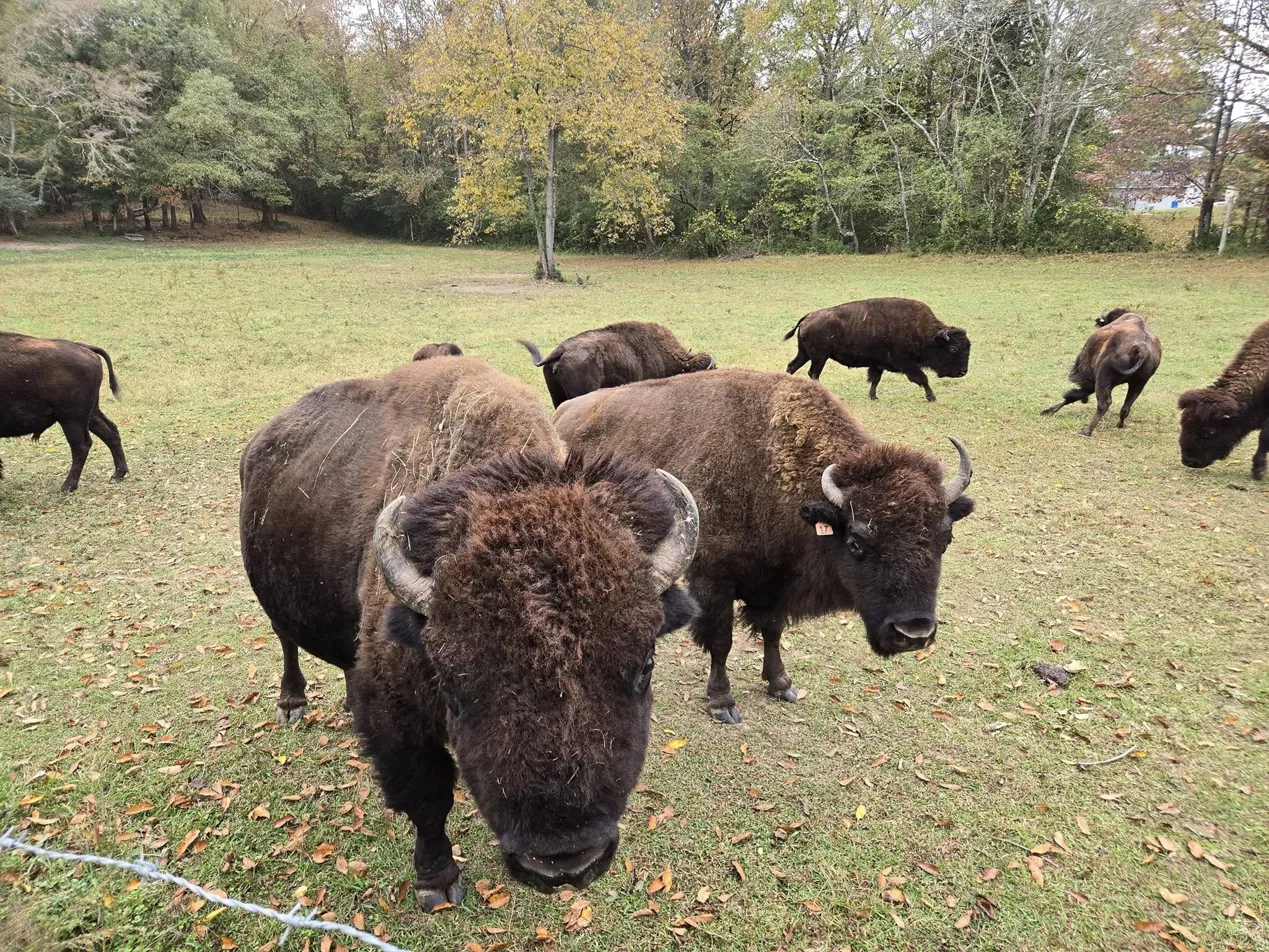 Two bison up close at the fence with the herd behind them in autumn