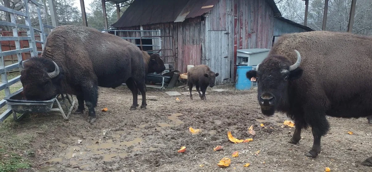 Bison enjoying pumpkins at the old barn after Halloween