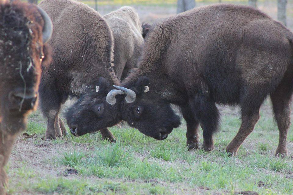 Two bison bulls at Boundary Line Ranch