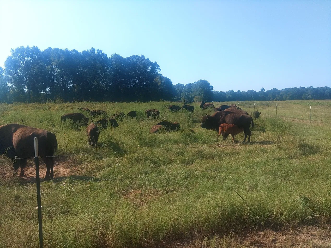 The herd grazing the open pasture along the old Cherokee boundary line