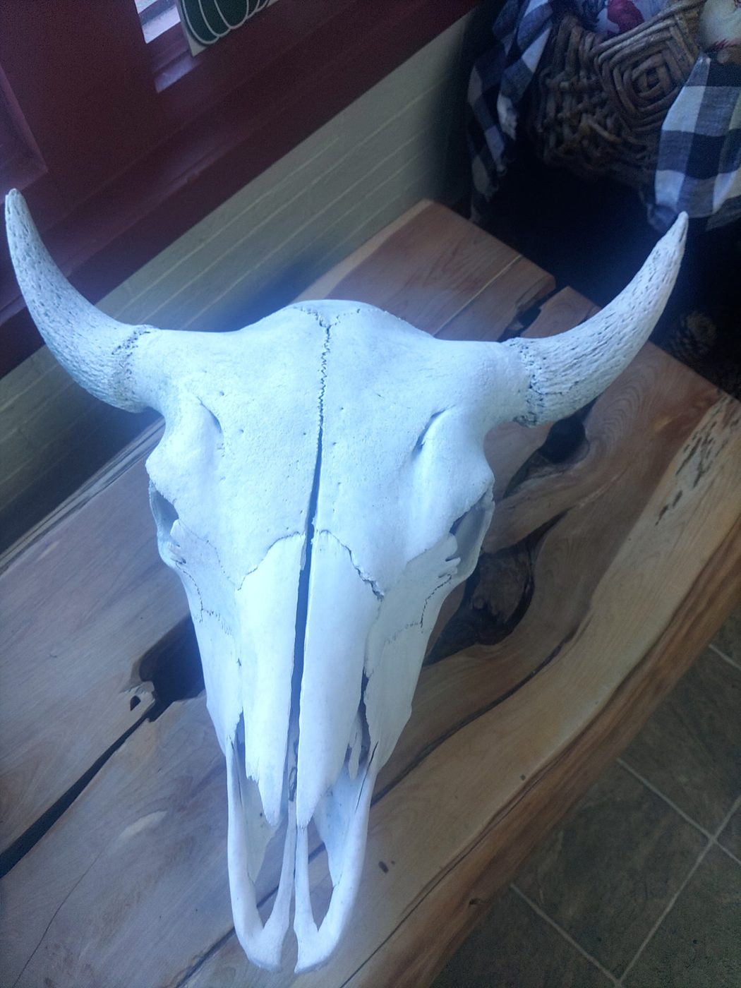 A cleaned American bison skull with horns displayed on a wooden bench at the ranch