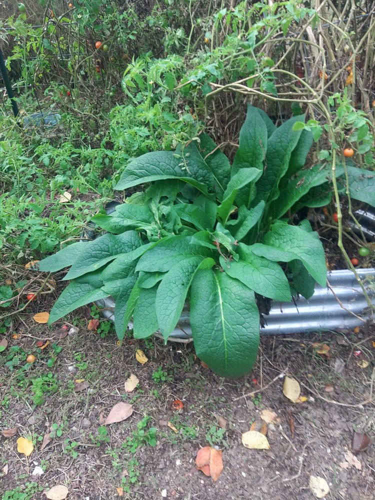 A large comfrey plant growing in the garden