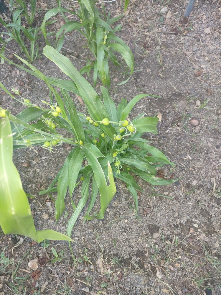 Indian corn beads, also known as Job's Tears, growing on the plant