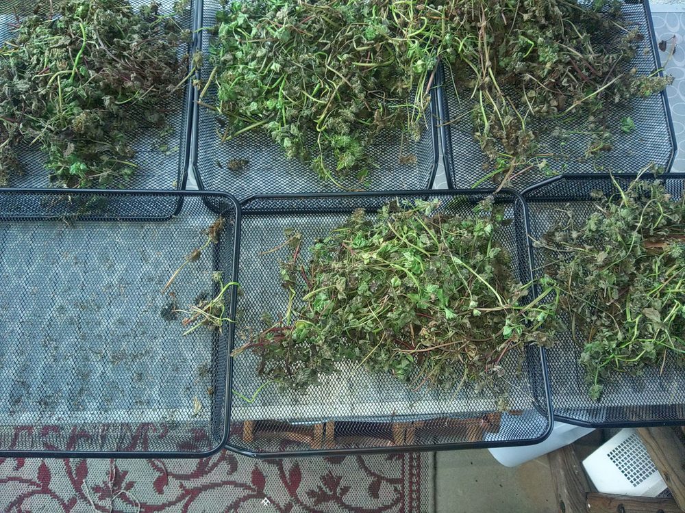 Foraged herbs from the ranch drying on mesh trays
