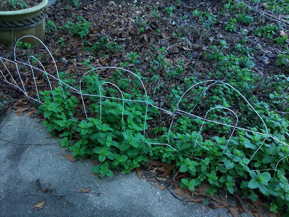 Mint growing along the garden border