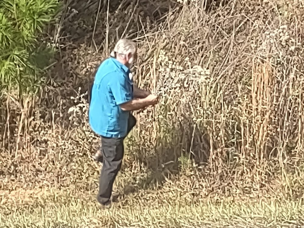 Harvesting rabbit tobacco in the field
