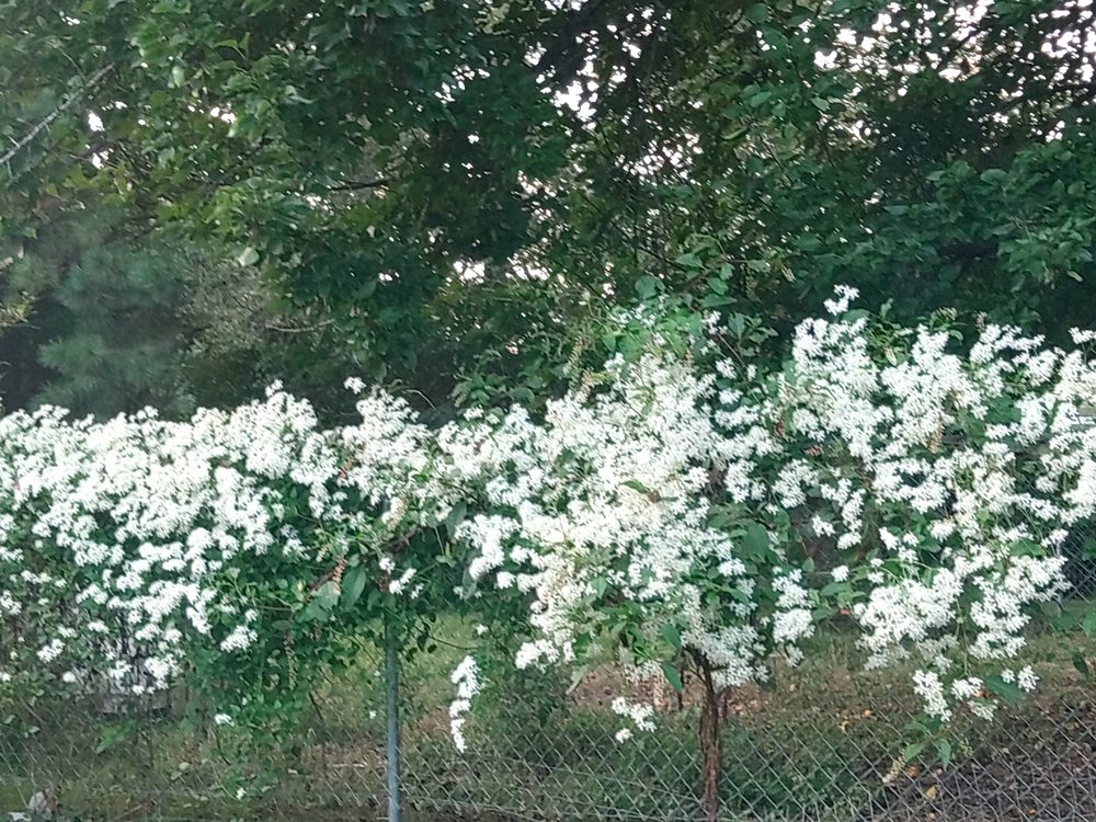 Star jasmine in white bloom along the fence line