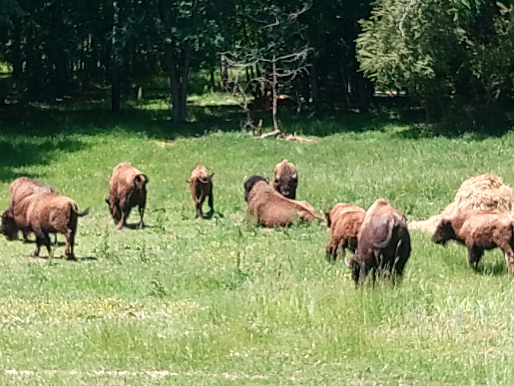 The Boundary Line herd in summer pasture, with a calf among the adults near a hay bale